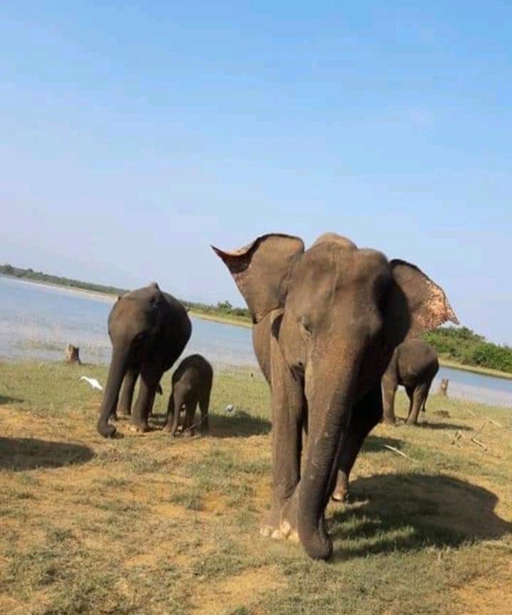 Nature Lovers Safari & Villa Udawalawe Exterior photo